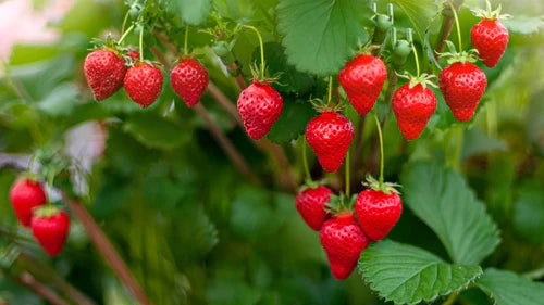 Strawberry Exotic Fruit Plants