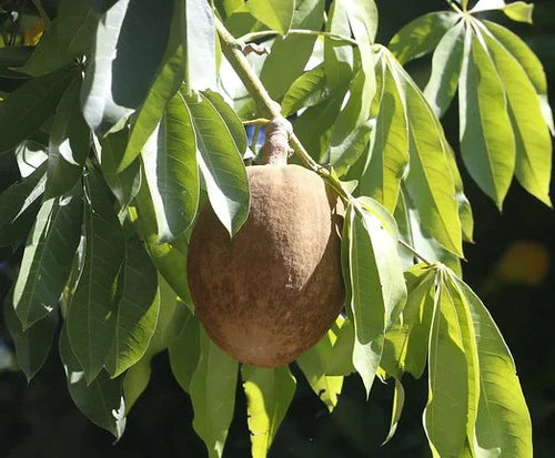 Malabar Chestnut Exotic Fruit Plants(Pachira Aquatica)