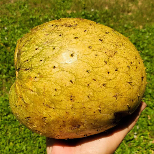 Mountain Soursop Exotic Fruit Plants (Annona Montana)