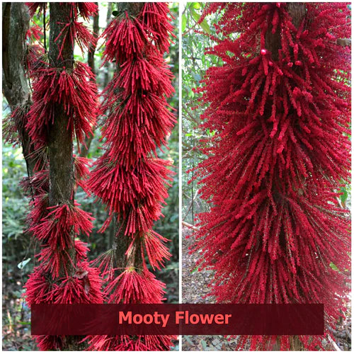 Mooty Exotic Fruit Plants (Baccaurea Courtallensis)