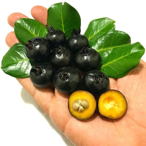 Grumixama Mirim Exotic Fruit Plants (Eugenia itaguahiensis)