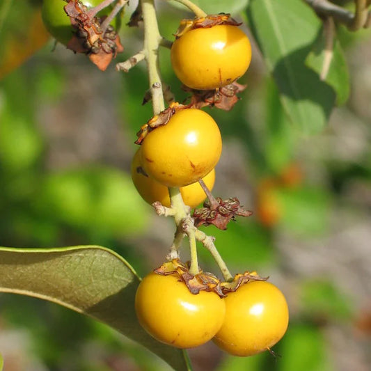 Nance Yellow Exotic Fruit Plants (Byrsonima Crassifolia)