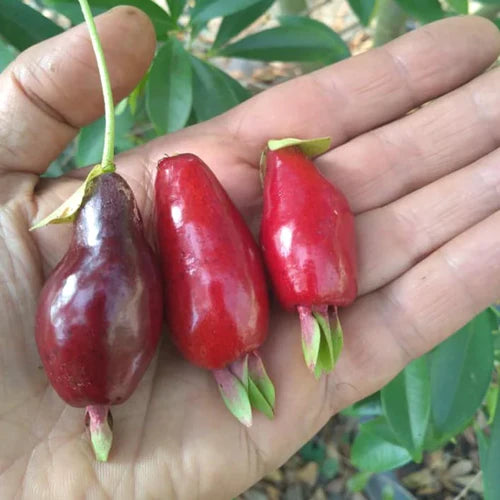 Savannah Cherry Exotic Fruit Plants (Eugenia Calycina)