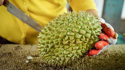 Durian Grafted Exotic Fruit Plant D24 (sultan)