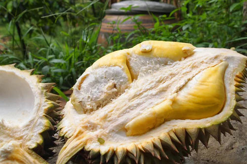 Durian Grafted Exotic Fruit Plant D24 (sultan)