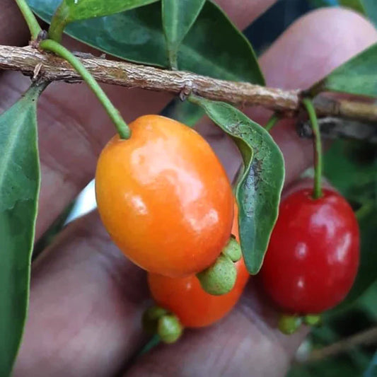 Pitanga de Perdiz Exotic Fruit Plants(Eugenia Observa)