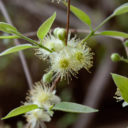 Ubajai Exotic Fruit Plants (Eugenia Myrcianthes)