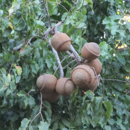 Paradise Nut Exotic Fruit Plants (Lecythis Zabucajo)