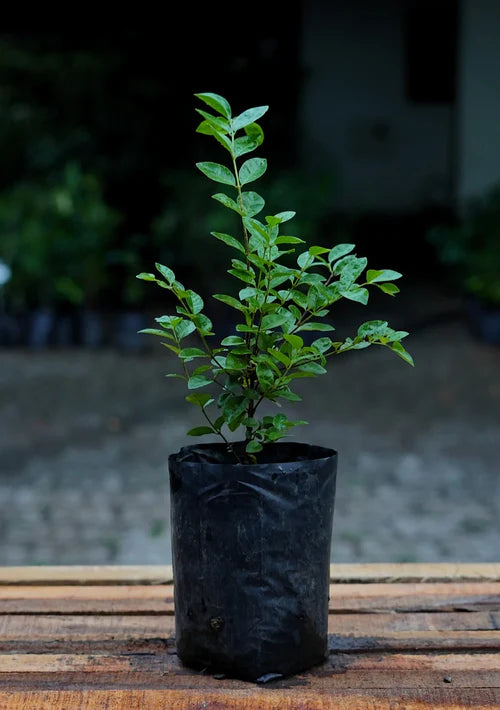 Purple Forest Guava Exotic Fruit Plants (Psidium Eugeniaefolia)