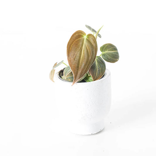 Philodendron Melanochrysum 'Juvenile'