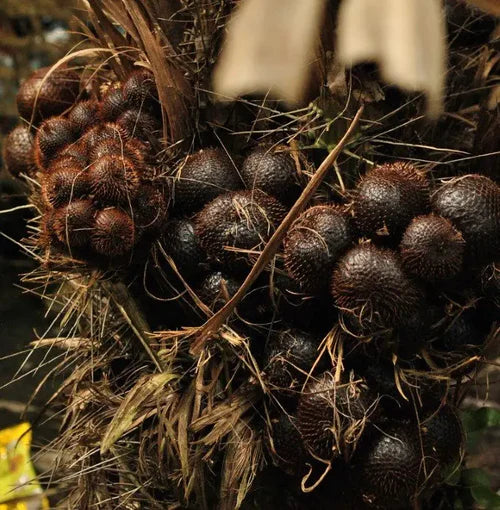 Pondoh Salak Exotic Fruit Plants (Salacca Zalacca)