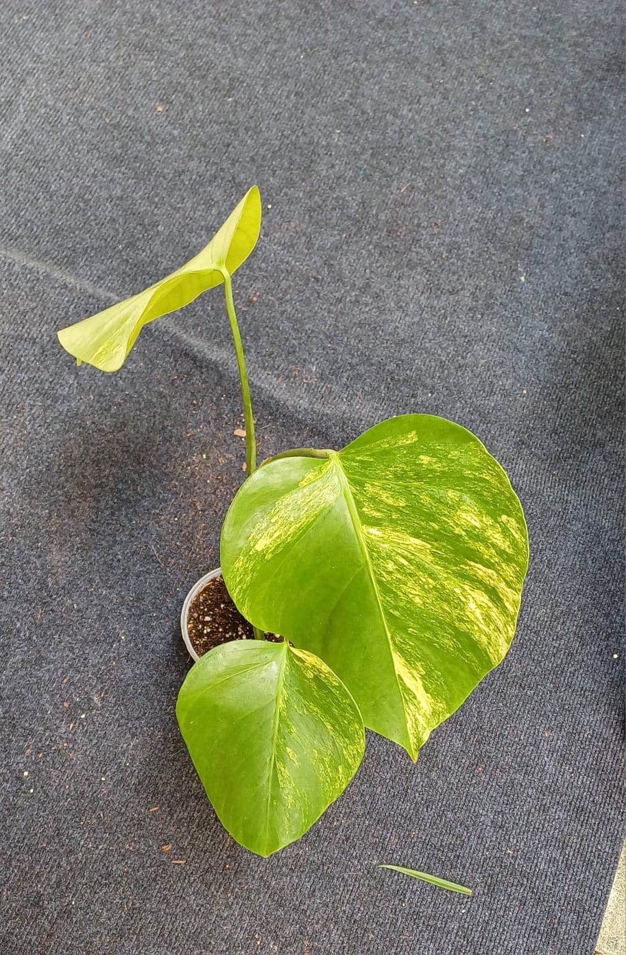 Monstera Aurea Variegated