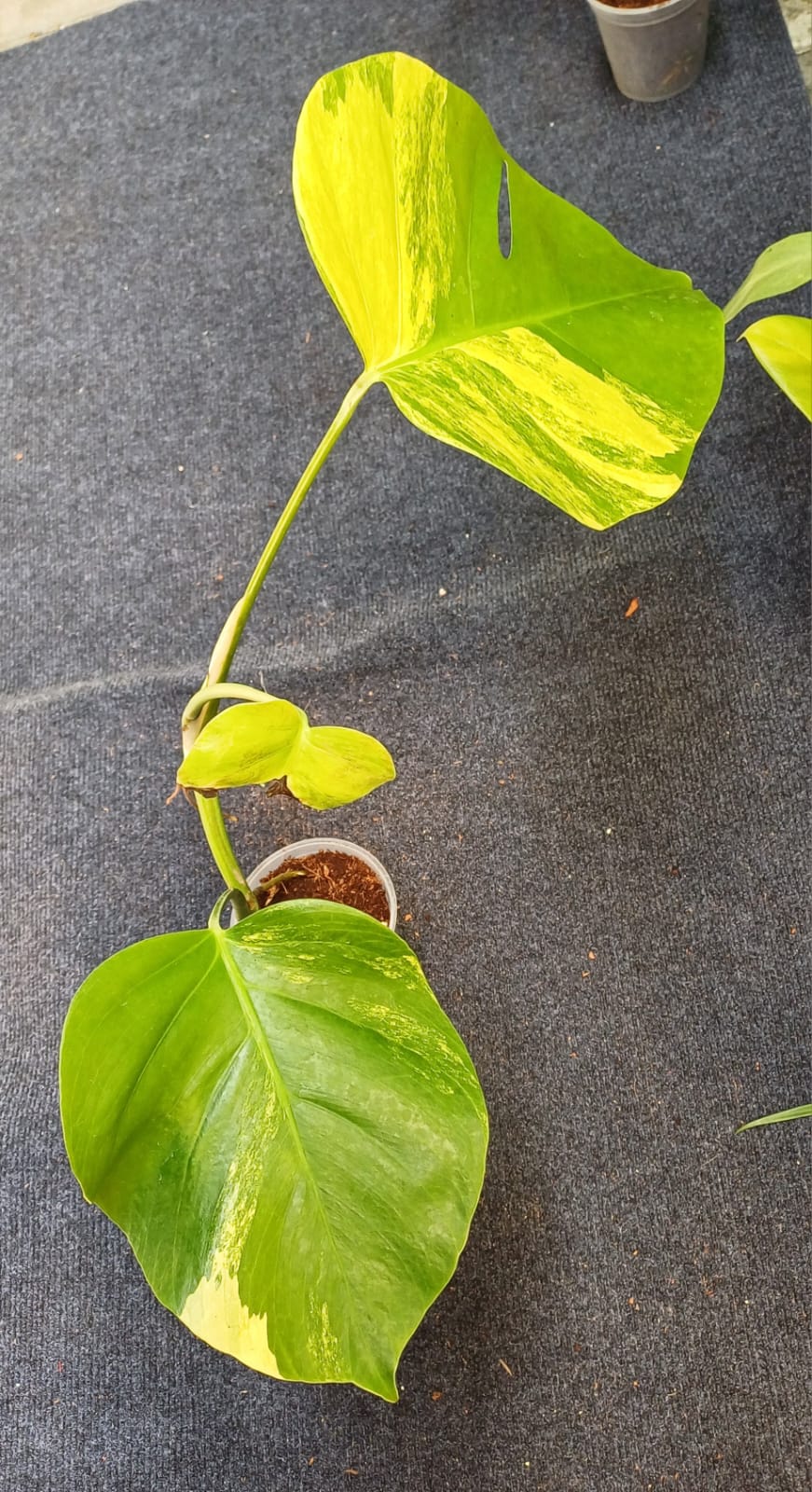 Monstera Aurea Variegated