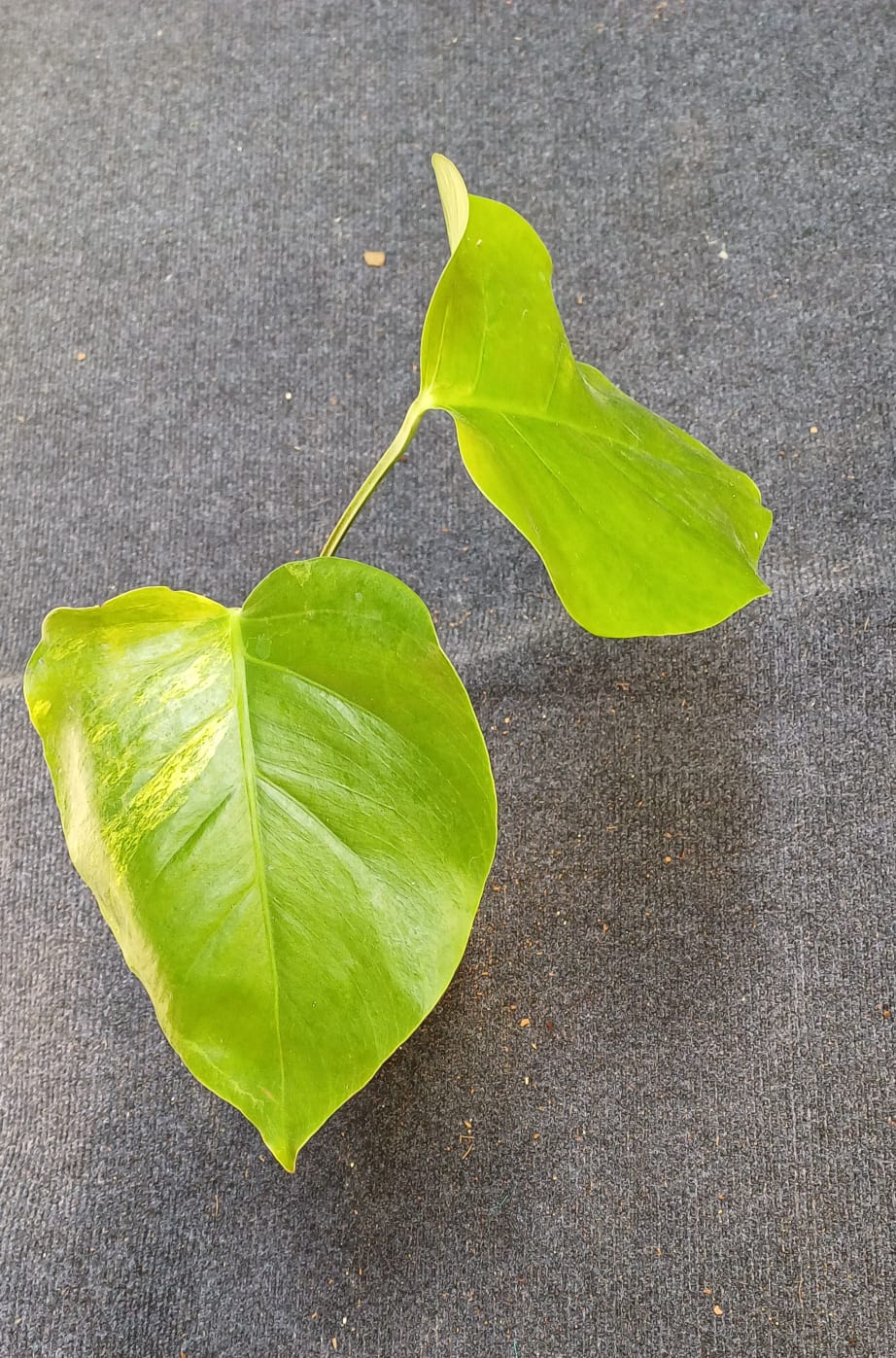 Monstera Aurea Variegated