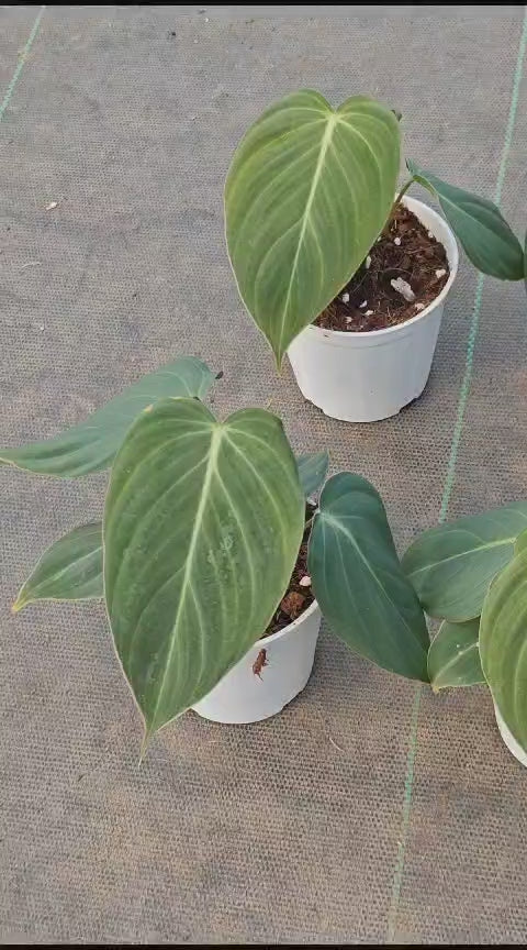 Philodendron Glorious shipping - Bare Root