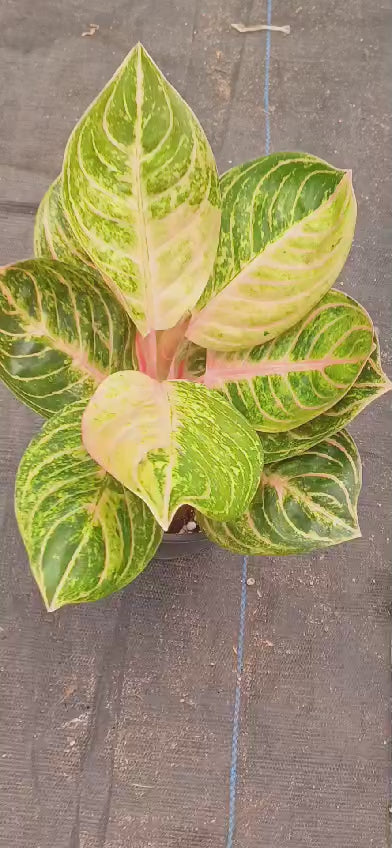 Aglaonema Green Siam perfect