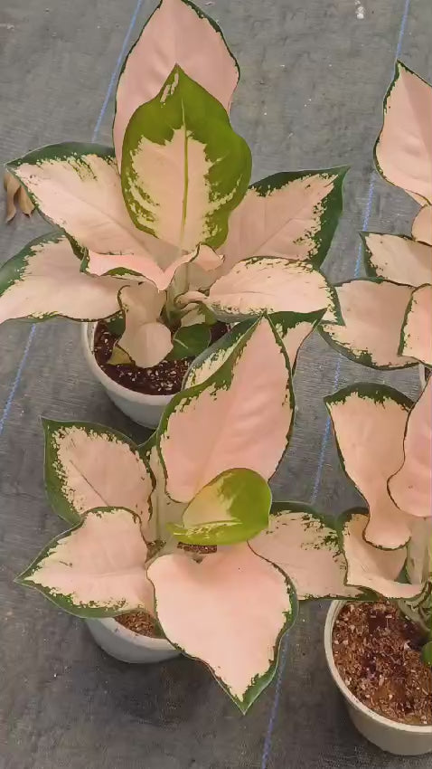 aglaonema plants for sale in india Aglaonema Cochin Escade : Buy Plant Online In India – Growcerys