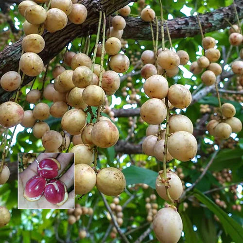 Red Rambai Exotic Fruit Plants (Baccaurea Motleyana)