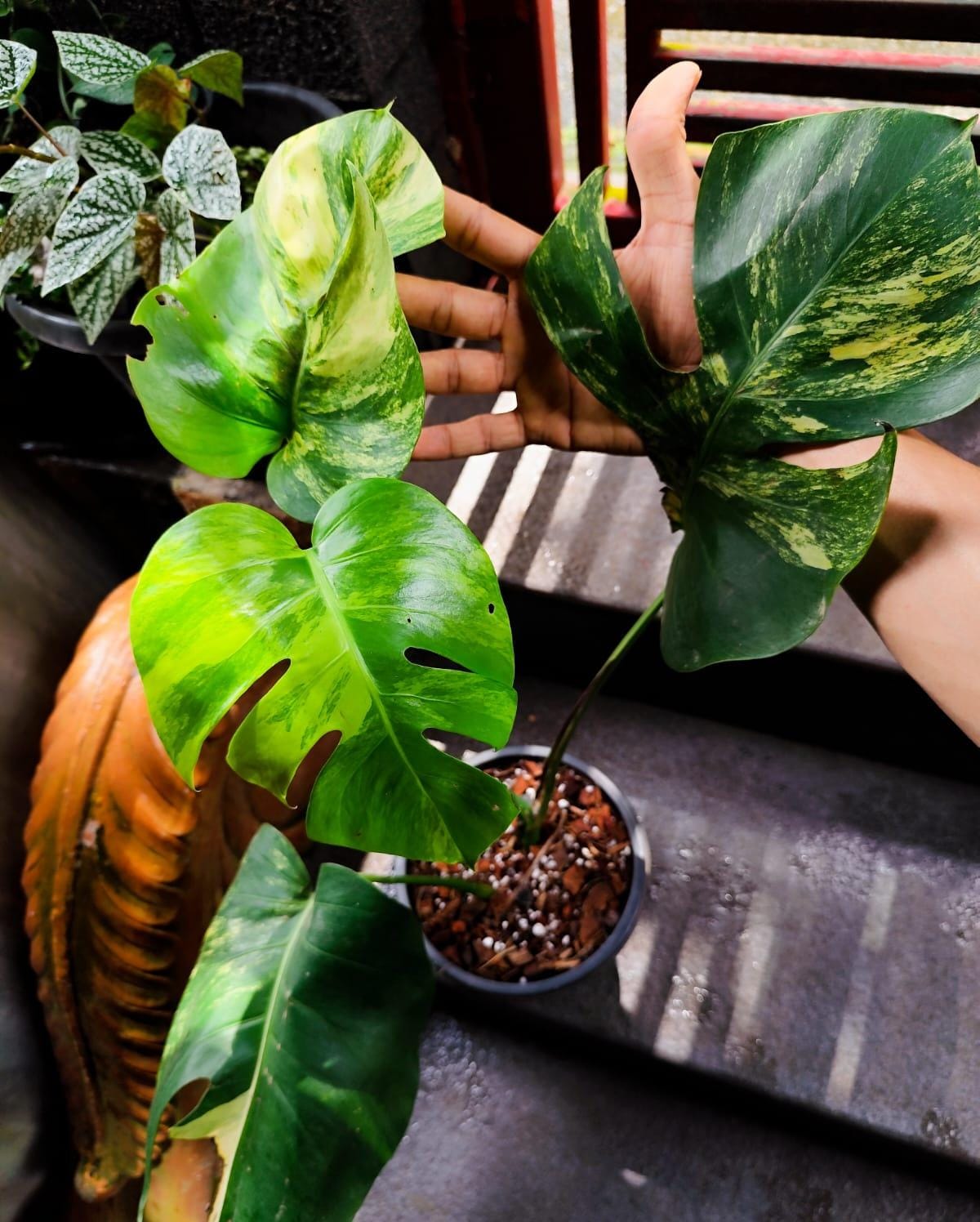 Monstera Aurea Variegated