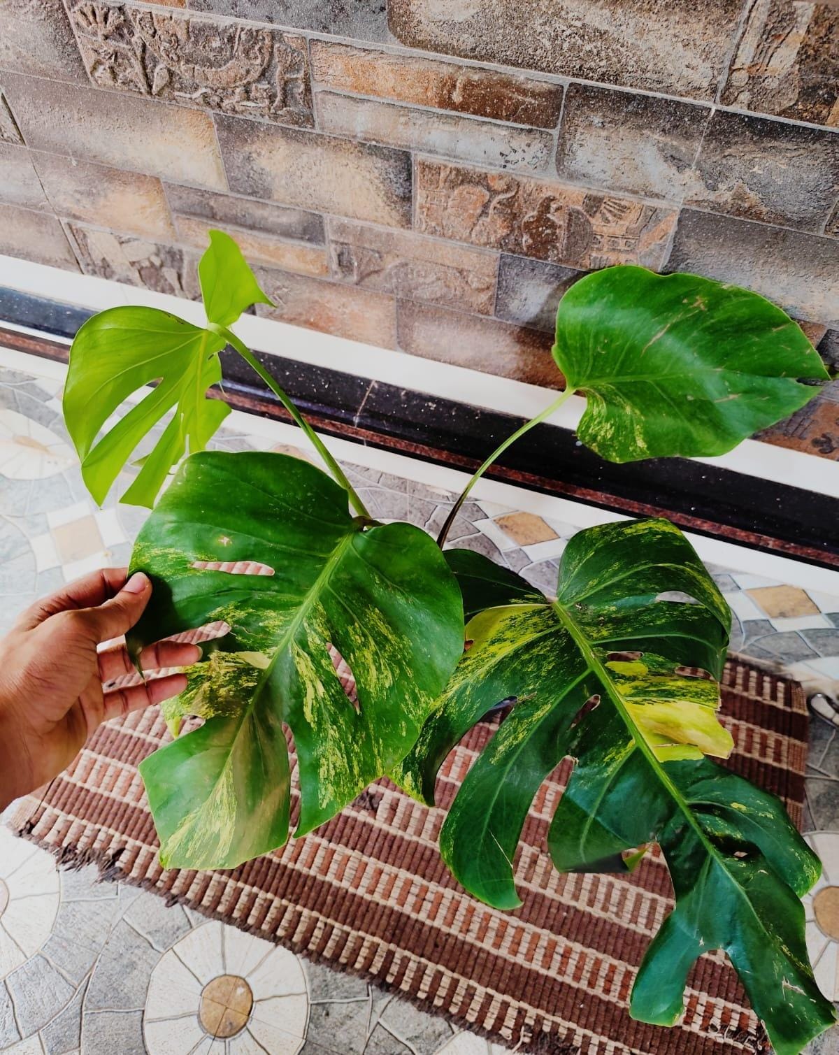 Monstera Aurea Variegated