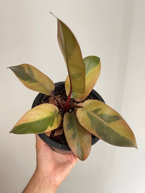 Philodendron Black Cardinal Variegated