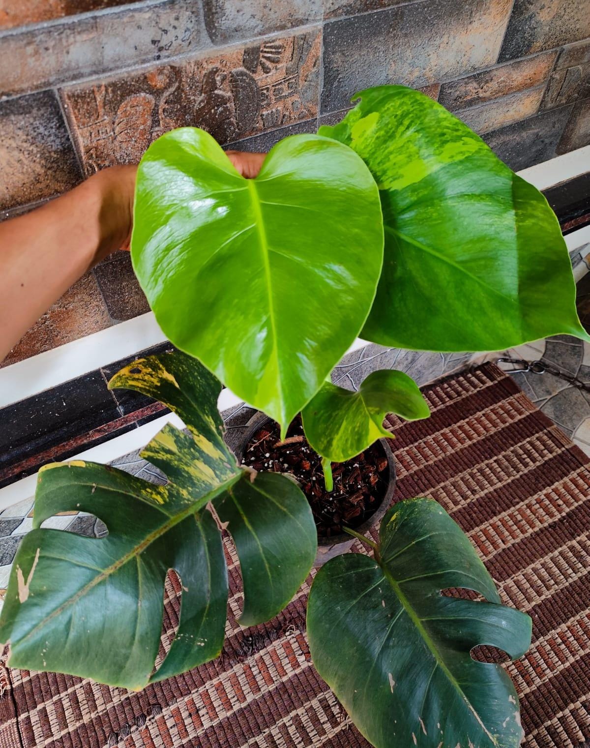 Monstera Aurea Variegated