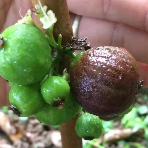 Giant Red Crystal Jaboticaba Exotic Fruit plant (Plinia Giant Red Crystal )