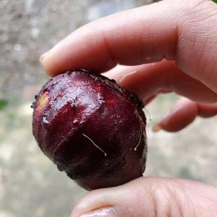 Giant Red Crystal Jaboticaba Exotic Fruit plant (Plinia Giant Red Crystal )