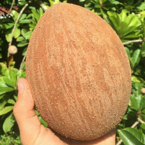 Mamey Sapote Key West Exotic Fruit Plants (Pouteria Sapota)