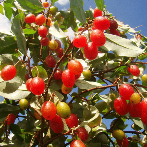 Silver Berry Exotic Fruit Plants (Elaeagnus Commutata)