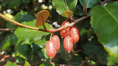 Silver Berry Exotic Fruit Plants (Elaeagnus Commutata)