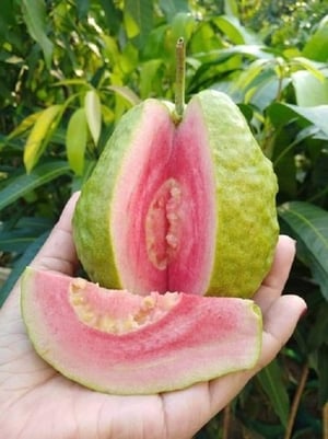 Pink Thai Guava Exotic Fruit Plants (Psidium Guajava)