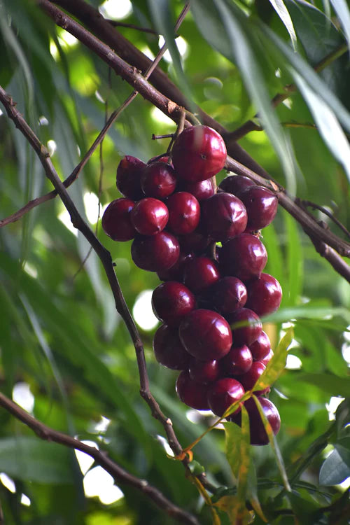 Terengganu Cherry Exotic Fruit Plants (Lepisanthes Alata)