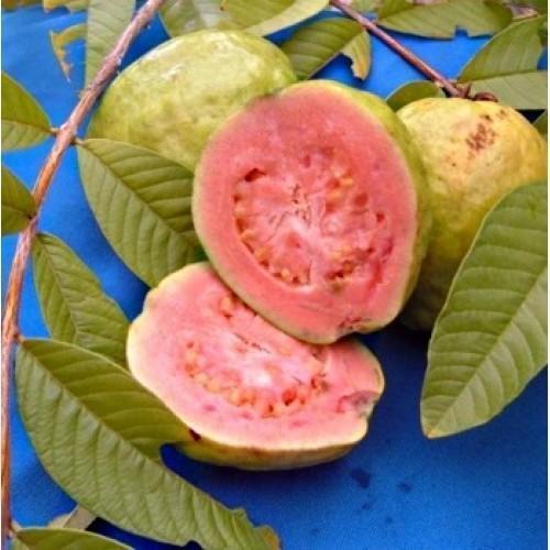 Pink Thai Guava Exotic Fruit Plants (Psidium Guajava)