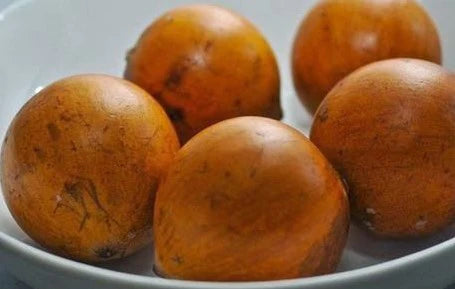 Udara Exotic Fruit Plants (Chrysophyllum Albidum)