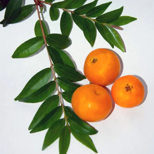 Uvaia Exotic Fruit Plants (Eugenia Pyriformis)