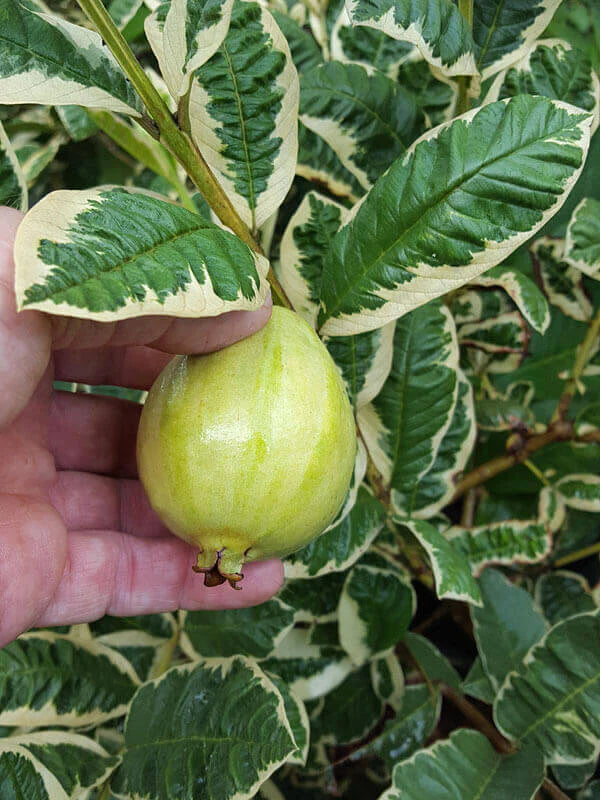 Verigated Guava Exotic Fruit Plants