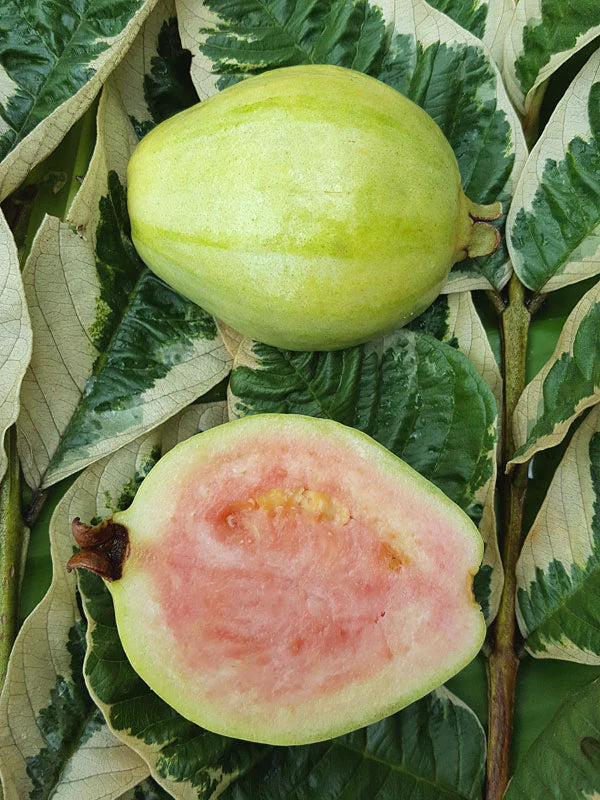 Verigated Guava Exotic Fruit Plants
