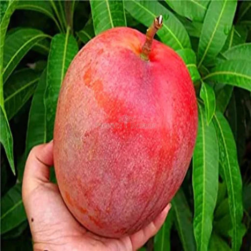 Miyazaki Mango Exotic Fruit Plants Grafted