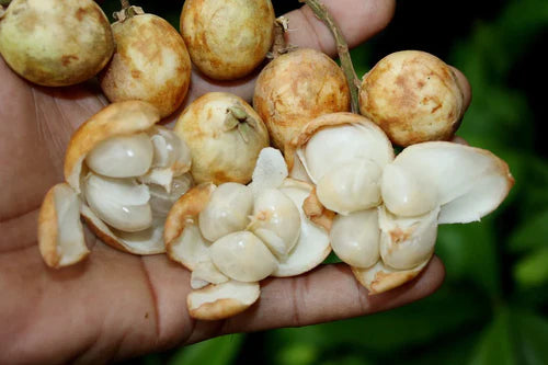 White Rambai Exotic Fruit Plants (Baccaurea Motleyana)