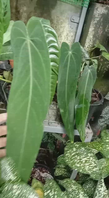 Anthurium Warocqueanum Esmeralda 'Queen'