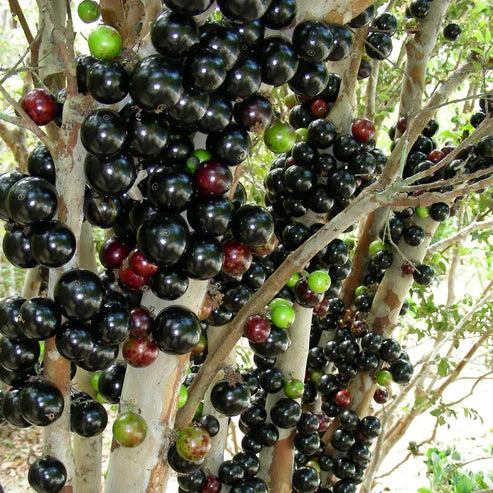 Jaboticaba Precoce Exotic Fruit Plants