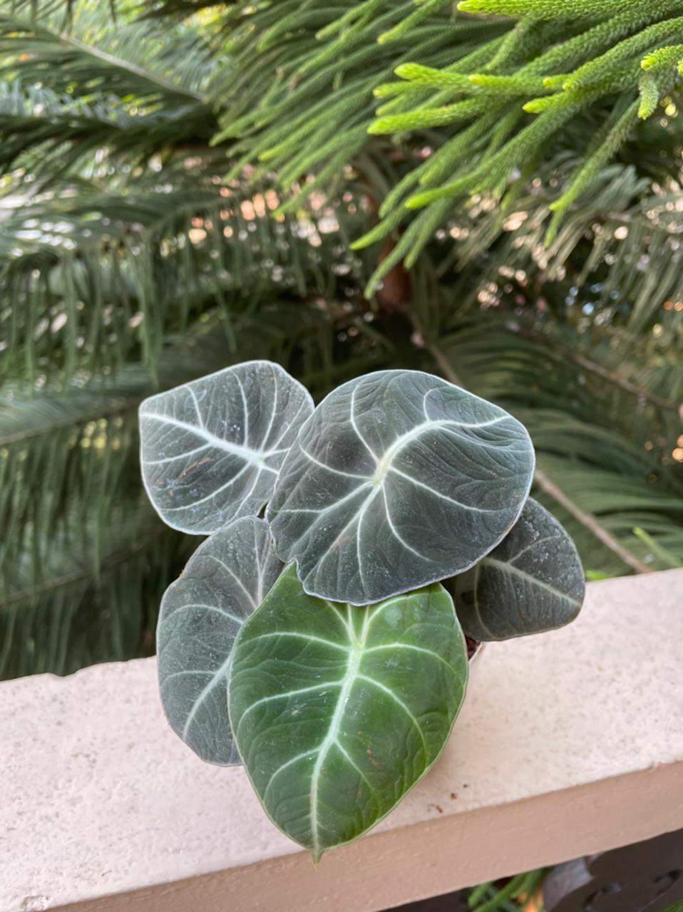 Black Velvet Alocasia 'Juvenile'