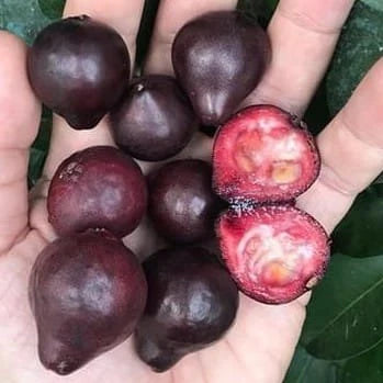 Purple Forest Guava Exotic Fruit Plants (Psidium Eugeniaefolia)