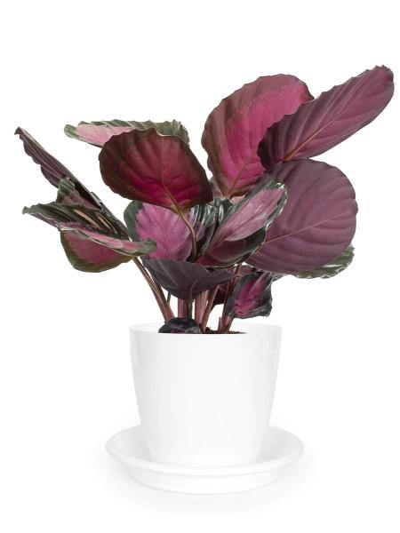 Calathea Picturata Crimson - Growcerys Shop