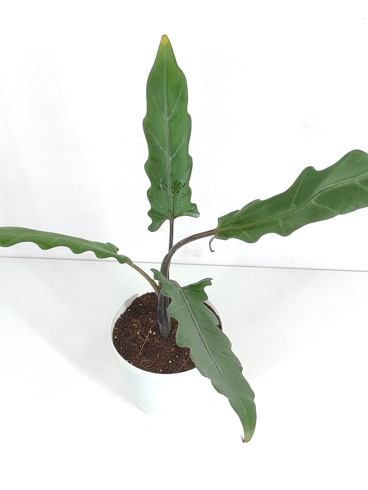 Alocasia Luterbatchiana