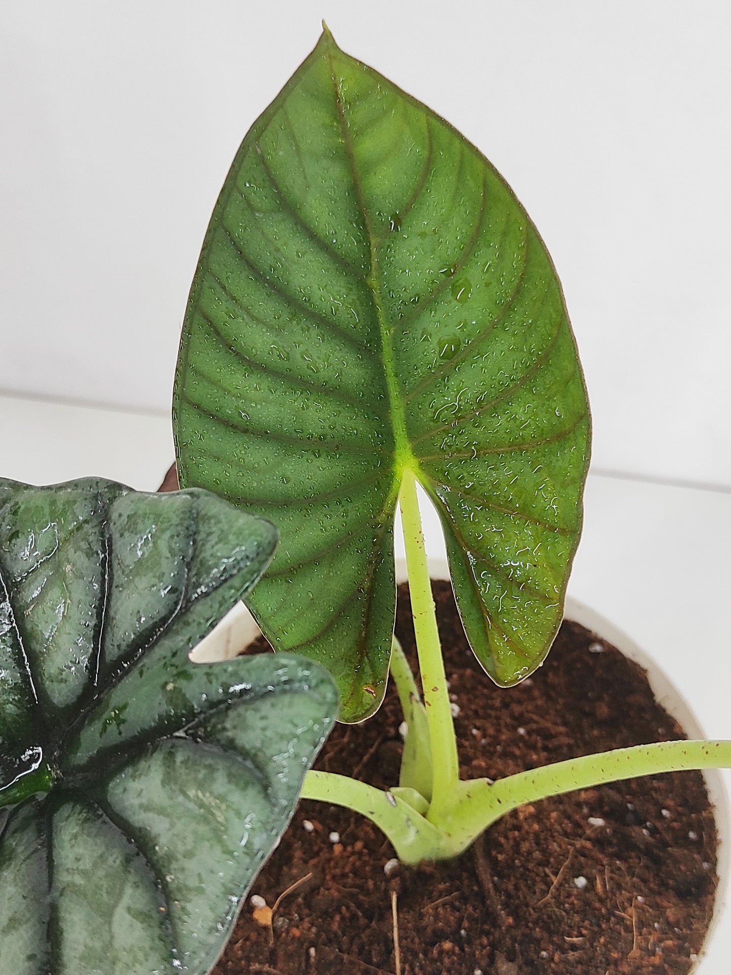 Alocasia Nebula ' Tuber'