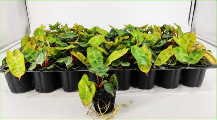Pick 18 Rare plants for ₹4300
