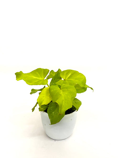 Philodendron Xanadu Golden