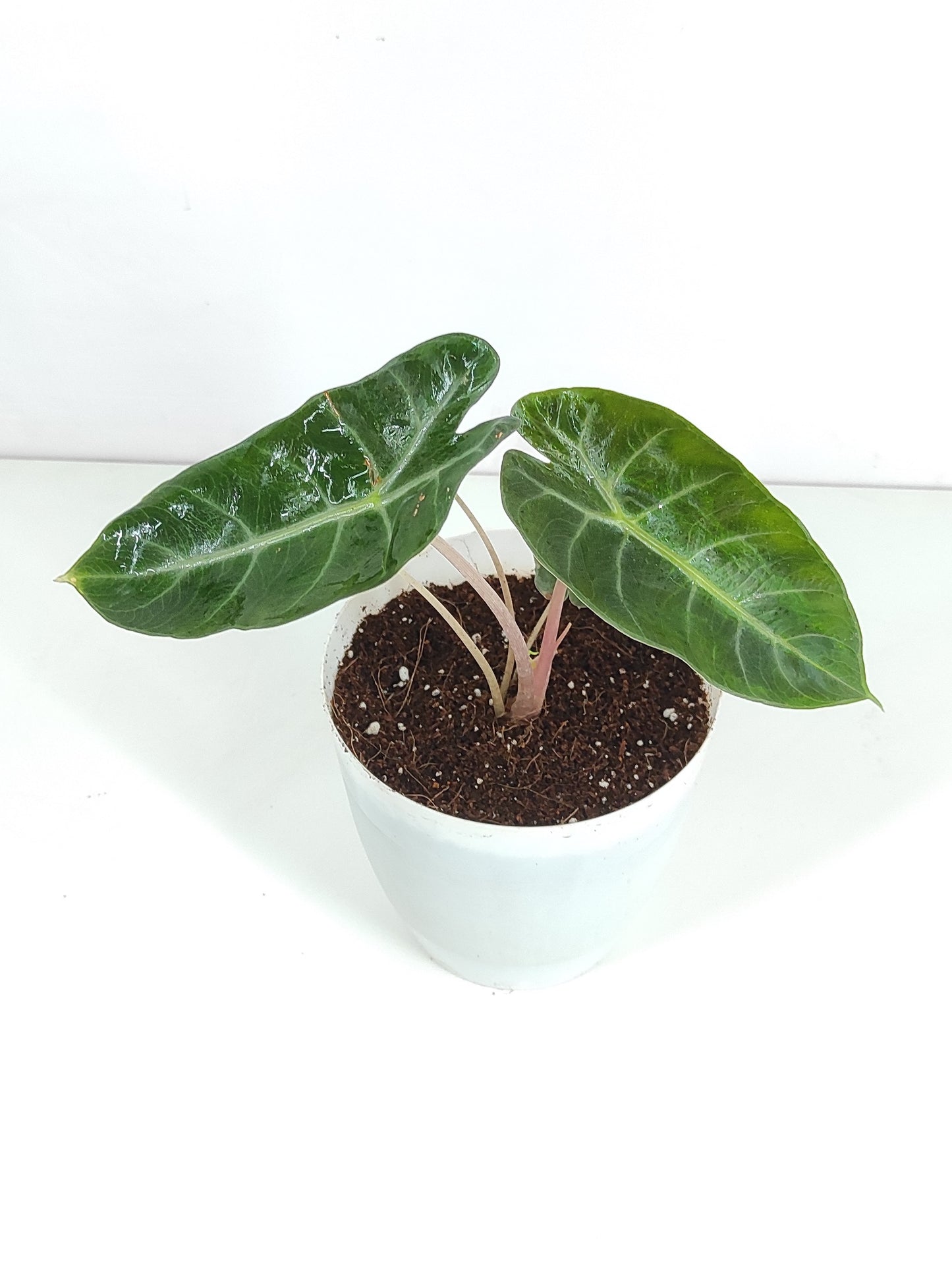 Alocasia Pink Dragon